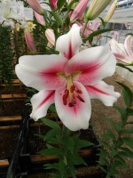 [4510 PO98 Sucinto No02.JPG]